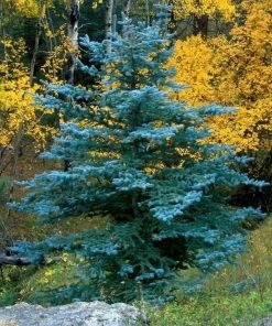 Garden Goods Direct Trees Colorado Blue Spruce 7 Garden Goods Direct Trees Colorado Blue Spruce