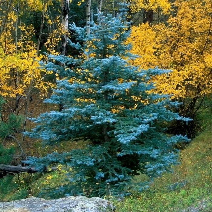 Garden Goods Direct Trees Colorado Blue Spruce 4 Garden Goods Direct Trees Colorado Blue Spruce