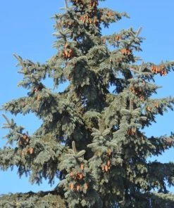 Garden Goods Direct Trees Colorado Blue Spruce