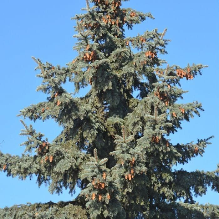 Garden Goods Direct Trees Colorado Blue Spruce 2 Garden Goods Direct Trees Colorado Blue Spruce