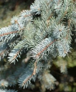 Garden Goods Direct Trees Colorado Blue Spruce 6 Garden Goods Direct Trees Colorado Blue Spruce