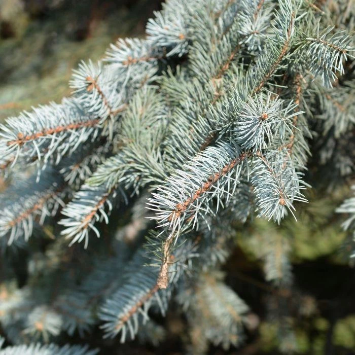 Garden Goods Direct Trees Colorado Blue Spruce 3 Garden Goods Direct Trees Colorado Blue Spruce