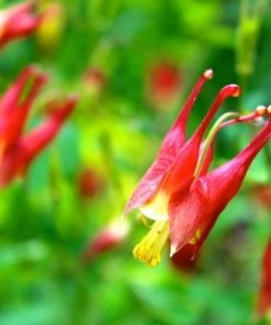 Garden Goods Direct Aquilegia Canadensis Perennials