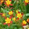 Garden Goods Direct Aquilegia Canadensis Perennials