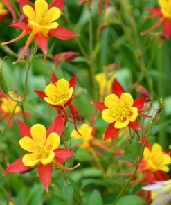 Garden Goods Direct Aquilegia Canadensis Perennials