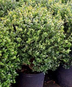 Garden Goods Direct Compact Japanese Holly