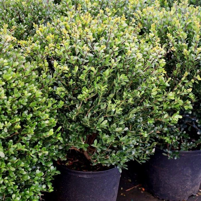 Garden Goods Direct Compact Japanese Holly 1 Garden Goods Direct Compact Japanese Holly
