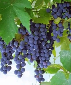 Garden Goods Direct Concord Grape Vine