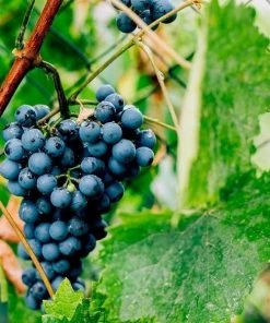 Garden Goods Direct Concord Grape Vine