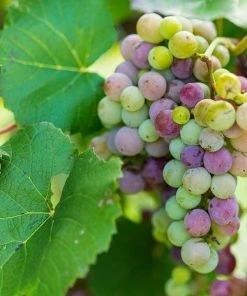 Garden Goods Direct Concord Grape Vine
