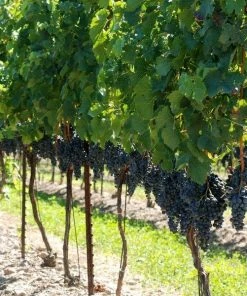 Garden Goods Direct Concord Grape Vine