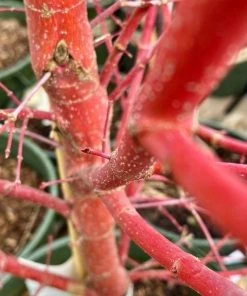 Garden Goods Direct Trees Coral Bark Japanese Maple