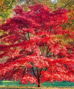 Garden Goods Direct Trees Coral Bark Japanese Maple