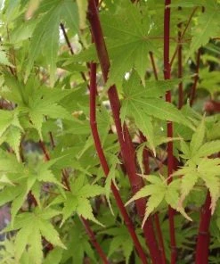 Garden Goods Direct Trees Coral Bark Japanese Maple