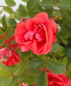 Garden Goods Direct Shrubs Coral Drift® Rose