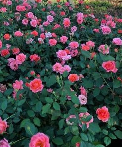 Garden Goods Direct Coral Knock Out® Rose Shrubs 6 Garden Goods Direct Coral Knock Out® Rose Shrubs