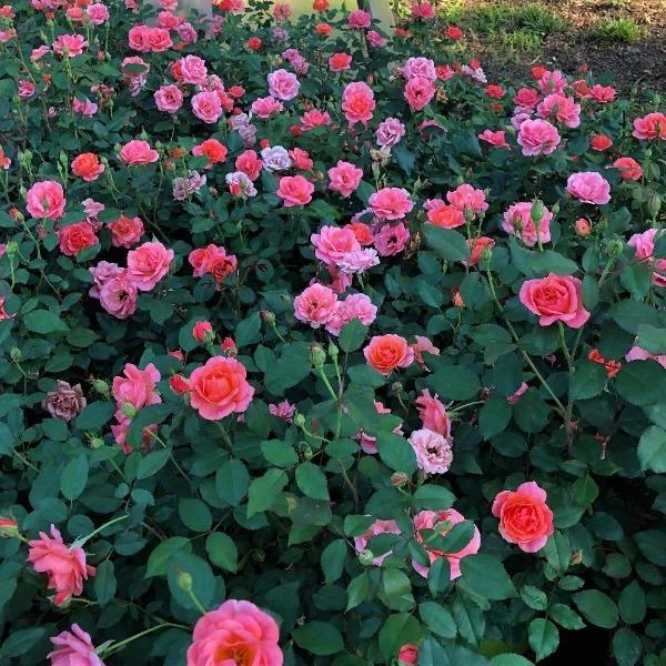 Garden Goods Direct Coral Knock Out® Rose Shrubs 3 Garden Goods Direct Coral Knock Out® Rose Shrubs