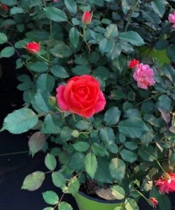 Garden Goods Direct Coral Knock Out® Rose Shrubs