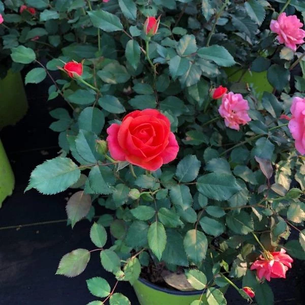 Garden Goods Direct Coral Knock Out® Rose Shrubs 2 Garden Goods Direct Coral Knock Out® Rose Shrubs
