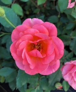 Garden Goods Direct Coral Knock Out® Rose Shrubs 7 Garden Goods Direct Coral Knock Out® Rose Shrubs