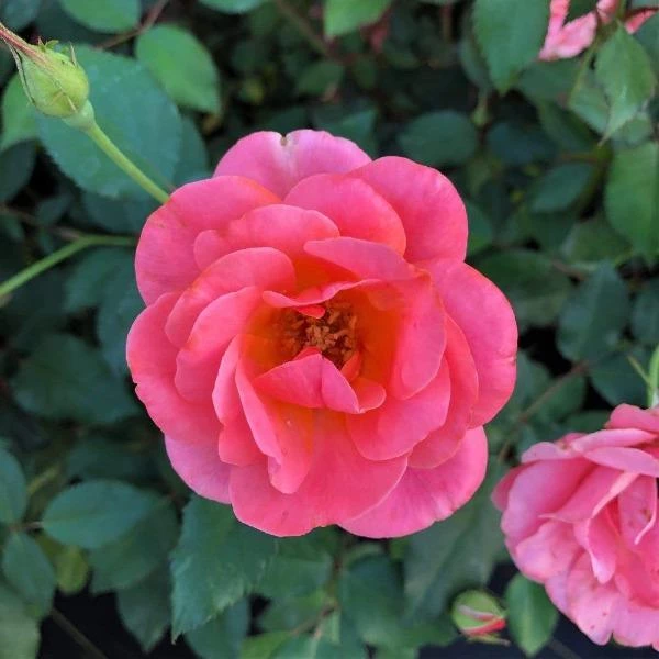 Garden Goods Direct Coral Knock Out® Rose Shrubs 4 Garden Goods Direct Coral Knock Out® Rose Shrubs