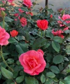 Garden Goods Direct Coral Knock Out® Rose Shrubs