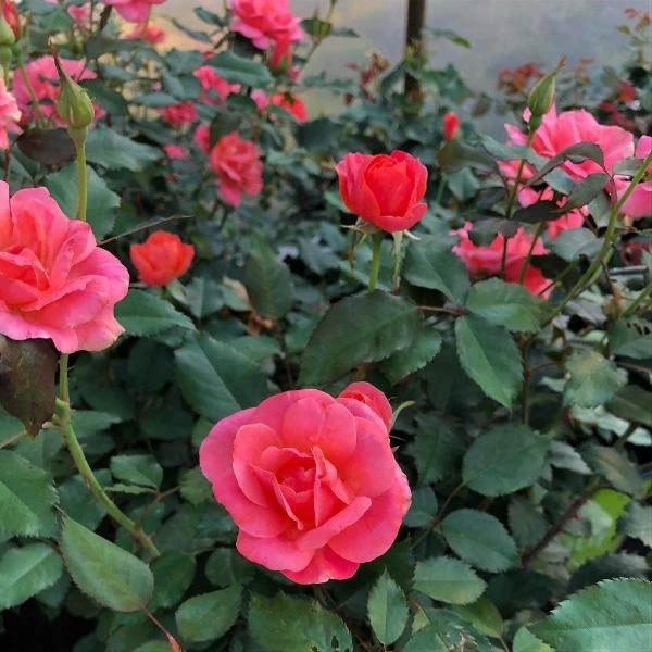 Garden Goods Direct Coral Knock Out® Rose Shrubs 1 Garden Goods Direct Coral Knock Out® Rose Shrubs