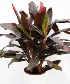 Garden Goods Direct House Plants Cordyline Florica