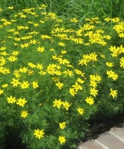 Garden Goods Direct Coreopsis Zagreb