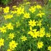 Garden Goods Direct Coreopsis Zagreb