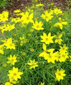 Garden Goods Direct Coreopsis Zagreb