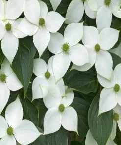 Garden Goods Direct White Kousa Dogwood
