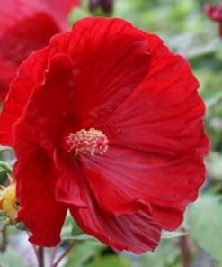 Garden Goods Direct Hibiscus Summerific Cranberry Crush