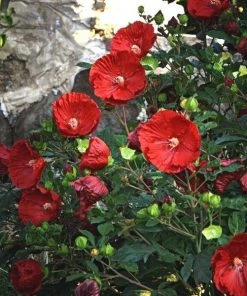 Garden Goods Direct Hibiscus Summerific Cranberry Crush