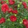 Garden Goods Direct Hibiscus Summerific Cranberry Crush