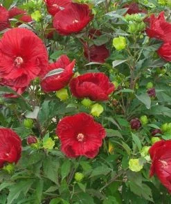 Garden Goods Direct Hibiscus Summerific Cranberry Crush