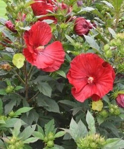 Garden Goods Direct Hibiscus Summerific Cranberry Crush