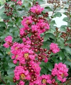 Garden Goods Direct Trees Pink Velour Crape Myrtle 7 Garden Goods Direct Trees Pink Velour Crape Myrtle