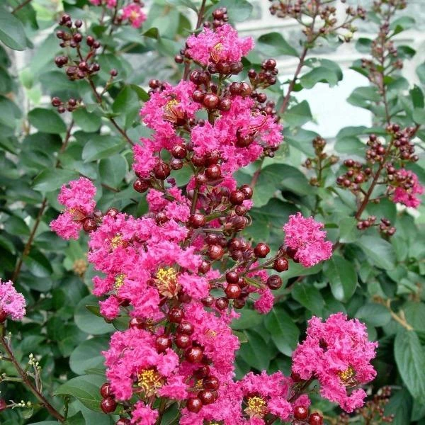 Garden Goods Direct Trees Pink Velour Crape Myrtle 4 Garden Goods Direct Trees Pink Velour Crape Myrtle