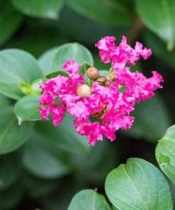 Garden Goods Direct Pocomoke Crape Myrtle