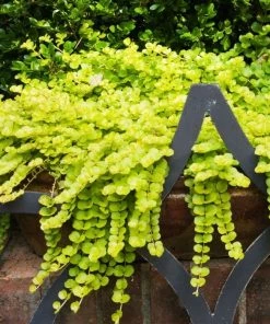 Garden Goods Direct Perennials Creeping Jenny