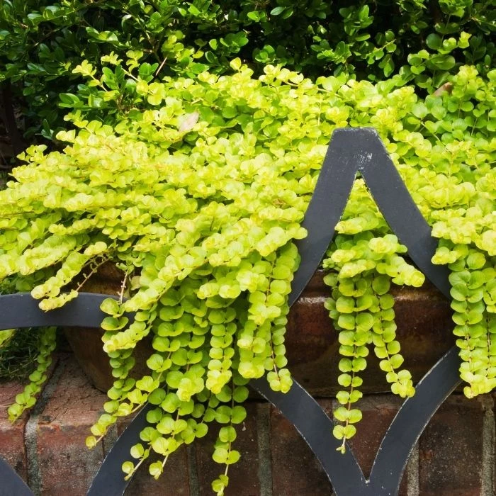 Garden Goods Direct Perennials Creeping Jenny 1 Garden Goods Direct Perennials Creeping Jenny