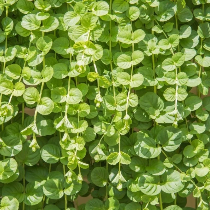Garden Goods Direct Perennials Creeping Jenny 3 Garden Goods Direct Perennials Creeping Jenny