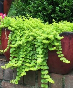 Garden Goods Direct Perennials Creeping Jenny
