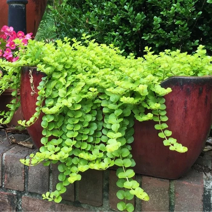 Garden Goods Direct Perennials Creeping Jenny 2 Garden Goods Direct Perennials Creeping Jenny