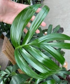 Garden Goods Direct Rhaphidophora Decursiva (Creeping Philodendron)