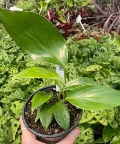 Garden Goods Direct Rhaphidophora Decursiva (Creeping Philodendron)