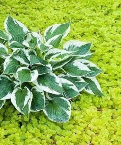 Garden Goods Direct Perennials Creeping Jenny 7 Garden Goods Direct Perennials Creeping Jenny