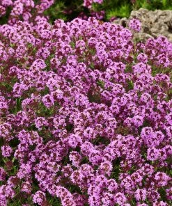 Garden Goods Direct Red Creeping Thyme Perennials
