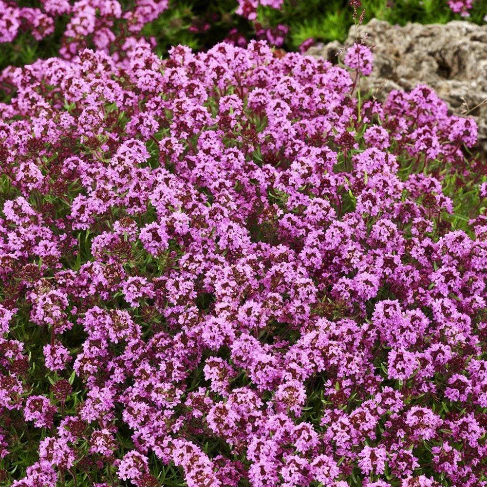 Garden Goods Direct Red Creeping Thyme Perennials 2 Garden Goods Direct Red Creeping Thyme Perennials